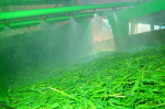 大麦若葉の洗浄